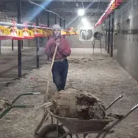 خرید وفروش کودحیوانی مرغ گاو گوسفند وحمل کودحیوانی|خدمات باغبانی و درختکاری|نیشابور, فردوسی جنوبی|دیوار