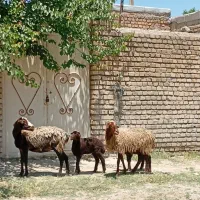 شیشک با بره