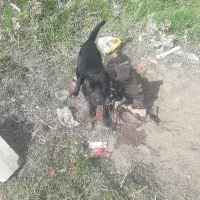 سگ پیتبول۲ماهه