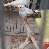 فنج زیبا