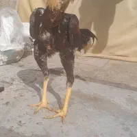 جوجه خروس لاری|حیوانات مزرعه|باقرشهر, |دیوار