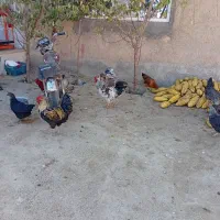 ۲۰ عدد|حیوانات مزرعه|افشار, |دیوار