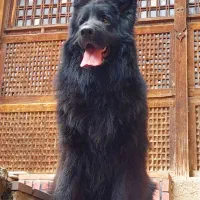 ژرمن بلک نر فقط برای کشش