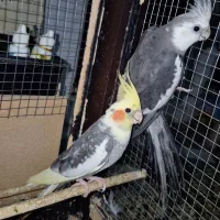 دو عدد عروس هلندی نر بالغ تظمینی و جوجه سرلاکی