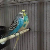 جفت مرغ عشق با قفس