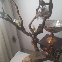 درخچه بسیار زیبا تزئینی جنس چوب