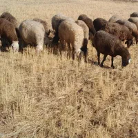 ۲۰راس گوسفند داشتی ابستن|حیوانات مزرعه|دهگلان, |دیوار