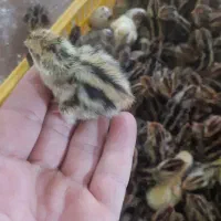 تخم بلدرچین|حیوانات مزرعه|قم, سید معصوم|دیوار