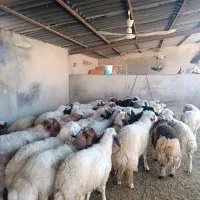 بره نر|حیوانات مزرعه|چرداول, |دیوار