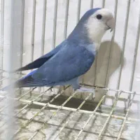 طوطی برزیلی جم