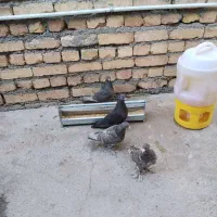 کبوتر سسلی|پرنده|ارومیه, |دیوار