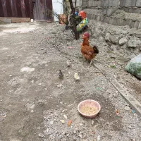 یک عدد کرچ با سه تا جوجه