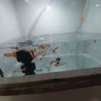 آکواریوم.. کوپی|ماهی|قم, شاه ابراهیم|دیوار