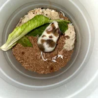 همستر|موش و خرگوش|گلستان (تهران), |دیوار