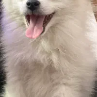 سگ پامر سفید ۶ ماهه|سگ|سبزوار, قائم|دیوار