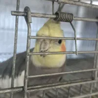 عروس هلندی مرغ عشق|پرنده|اندیشه, اندیشه فاز ۱|دیوار