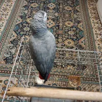 کاسکو دم قرمز سخنگو|پرنده|شیراز, گلشن|دیوار