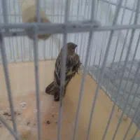 یک عدد جوجه گلبسر سالم