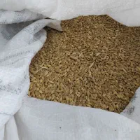 گنندم آبی. تمیز یک دست درشت