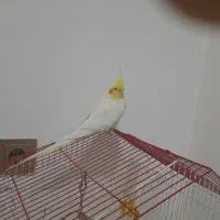 عروس هلندی ماده|پرنده|قروه, |دیوار