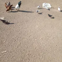 ۵۰ یا۶۰تا‌کفتر‌درجه‌یک‌پرشی‌وبازی‌دار|پرنده|شراء, |دیوار