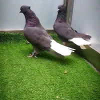 کبوتر دم سفید