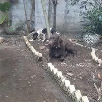 سگ شکاری پوینتر