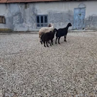 4راس گوسفند بره دار جوان افشاراصل 7راس گوسفند|حیوانات مزرعه|سیجوال, |دیوار