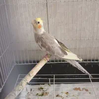 عروس هلندی از نژاد سخنگو