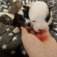 سگ شیتزو|سگ|بجنورد, |دیوار