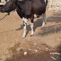 گاو با گوساله نر خارجی|حیوانات مزرعه|شادگان, |دیوار