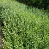 ترون ۲ متری