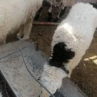 بزرگ وکوچک بره|حیوانات مزرعه|بیرجند, |دیوار