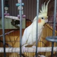 طوطی عروس ماده