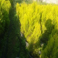 کاج سطل۱۰ ریشه پرس پیچسترون سطل۳|عمدهفروشی|چابکسر, |دیوار