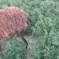 بره نروماده فروشی