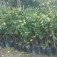 نهال مرکبات قیمت استثنایی|خدمات باغبانی و درختکاری|کومله, |دیوار