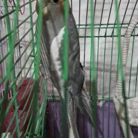 پرنده|پرنده|کرج, برغان|دیوار