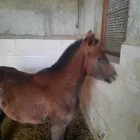 اسب.کره مادیان