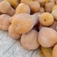 کدو|خوردنی و آشامیدنی|آشخانه, |دیوار