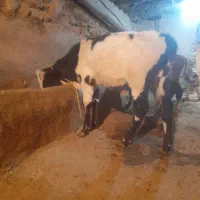 گاو گوساله|حیوانات مزرعه|خرمدره, |دیوار