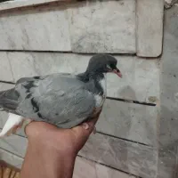 ۳ عدد جوجه کبوتر سرلاکی برا دستی کردن ویکی دونخور|پرنده|اصفهان, عاشق‌آباد|دیوار
