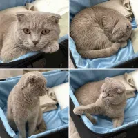 اسکاتیش لیلاک برای کشش