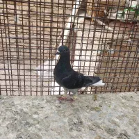 کبوتر رنگی و هفترنگ|پرنده|تاکستان, |دیوار