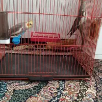 عروس هلندی