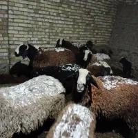 بره قوچ چالی|حیوانات مزرعه|تاکستان, |دیوار