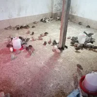 بلدرچین گوشتی خونگی و کفتر|حیوانات مزرعه|حمیدیا, |دیوار