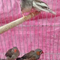 دو جفت فنچ مولد|پرنده|بندر ماهشهر, |دیوار