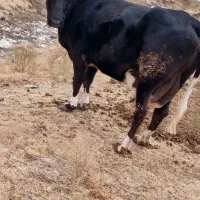 گاو با گوساله