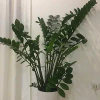 گل زامفولیا